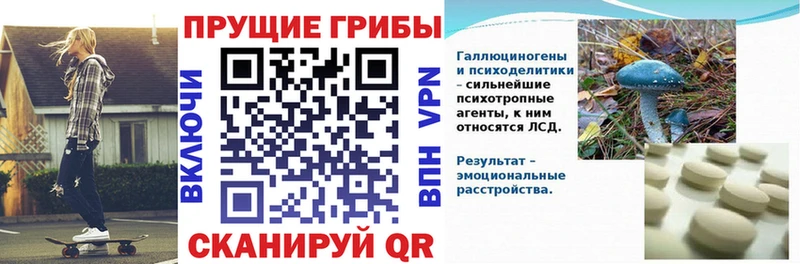 Галлюциногенные грибы Psilocybine cubensis  Кушва 
